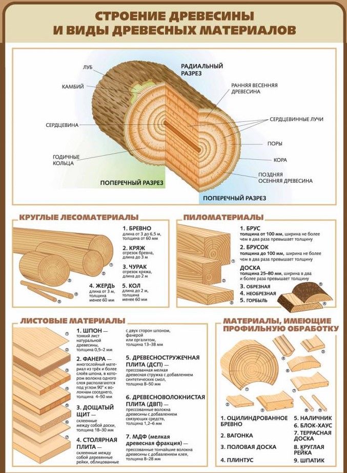 Строение древесины Строение древесины